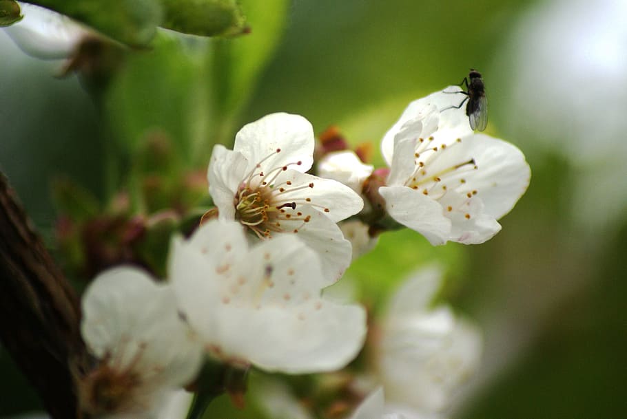flowers, close, white, flowering plant, fragility, vulnerability HD wallpaper