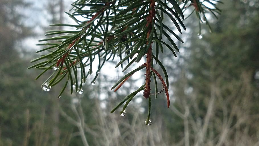 forest, moisture, drops, rain, atmosphere, plant, tree, growth HD wallpaper