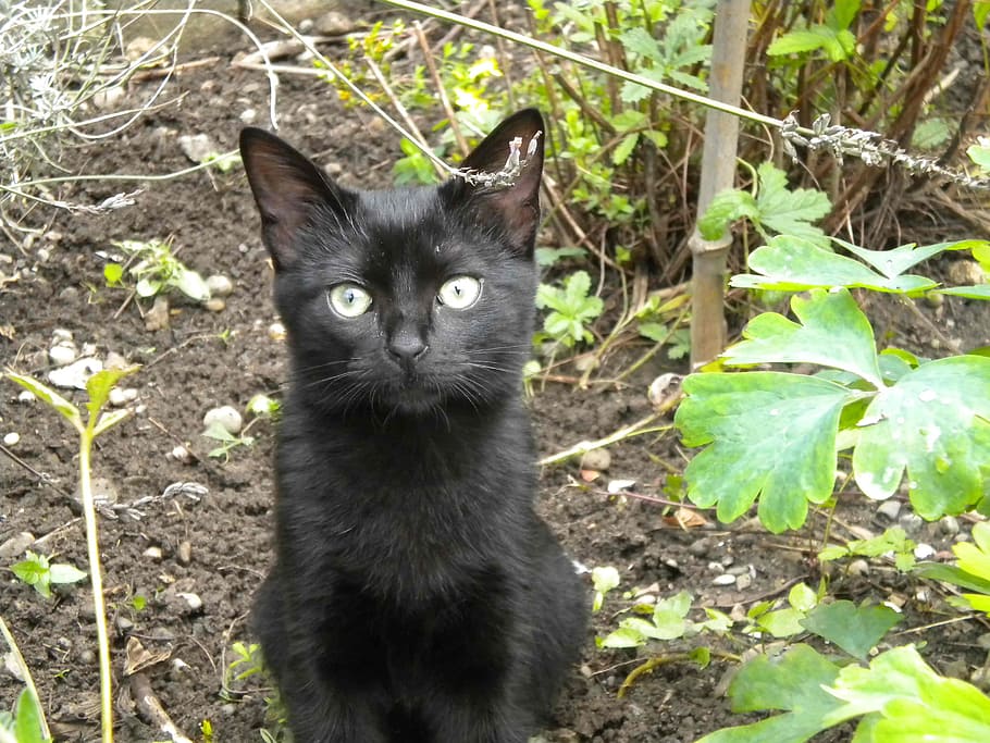 kitten, black, garden, cat, domestic cat, feline, pets, animal themes HD wallpaper