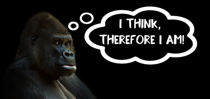 gorilla with text overlay, think, thinking, silverback, ape HD wallpaper