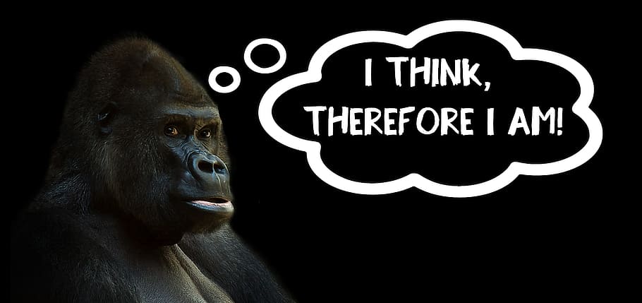 gorilla with text overlay, think, thinking, silverback, ape HD wallpaper