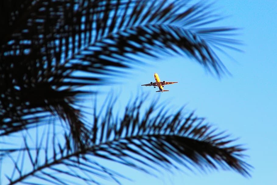plane, egypt, palma, sky, summer, tourism, beach, trees, sea HD wallpaper