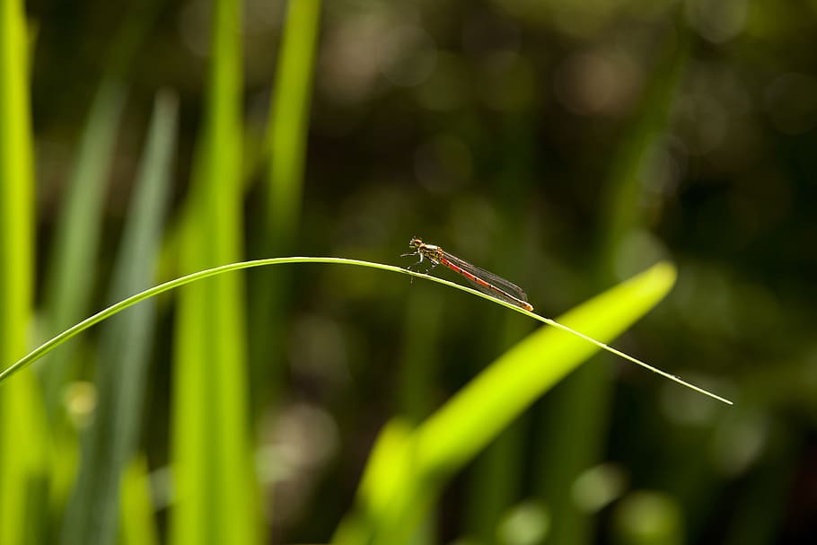 dragonfly, leaf, insect, close, green, nature, animal, flight insect HD wallpaper