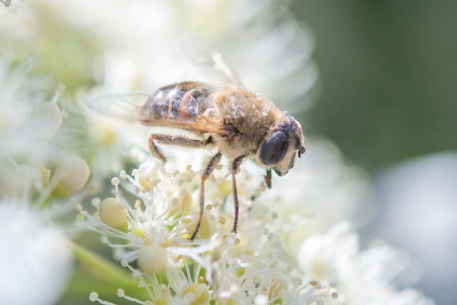 Insect, Bee, Wasp, Animal, Honey, honeybee, bug, wild, fly HD wallpaper