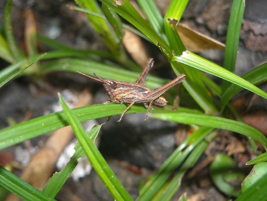 grasshopper, brown, green, insect, nature, animal, wildlife HD wallpaper