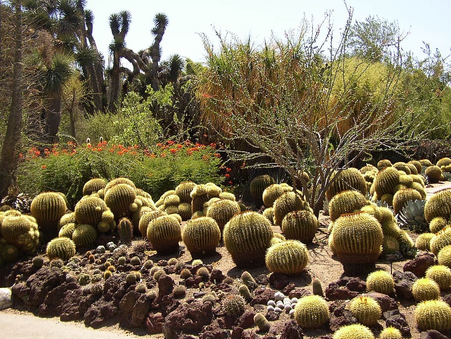 cactus, botanical, exotic, plant, tree, nature, beauty in nature HD wallpaper