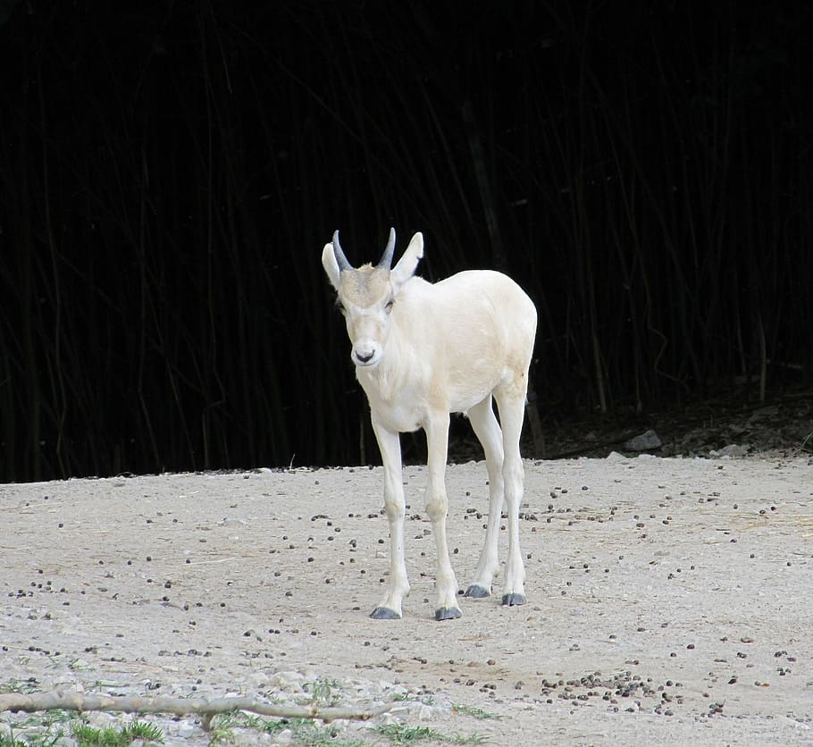HD wallpaper: gazelle, antelope, wildlife, young, nature, animal, enclosure  | Wallpaper Flare