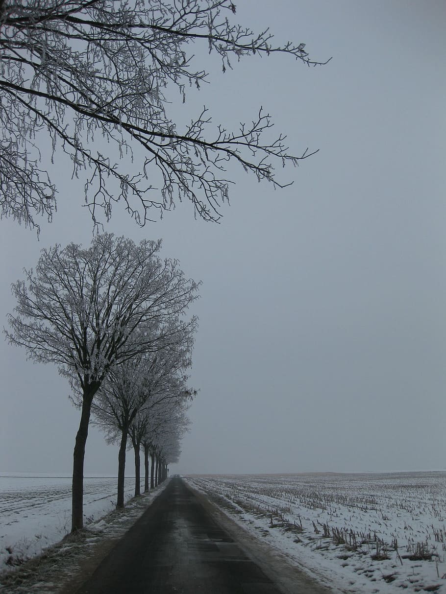 winter landscape, trees, snow, cold, outdoor, rural, season HD wallpaper