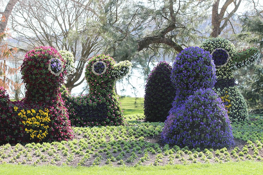 spring, ducks, mainau, holiday, garden, animal, horticulture HD wallpaper