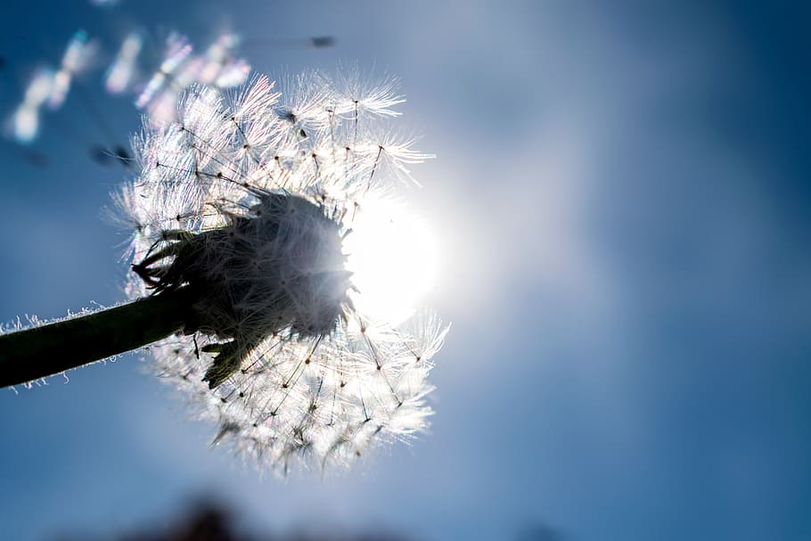 Dandelion, Nature, Flower, Spring, outdoor, tree, white color HD wallpaper