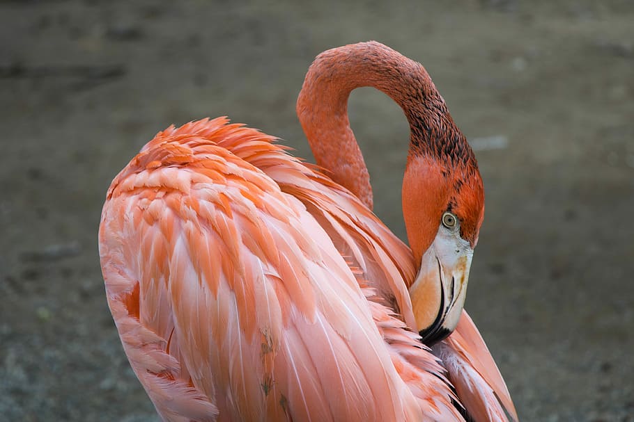 birds, wildlife, animal themes, flamingo, vertebrate, animal wildlife HD wallpaper