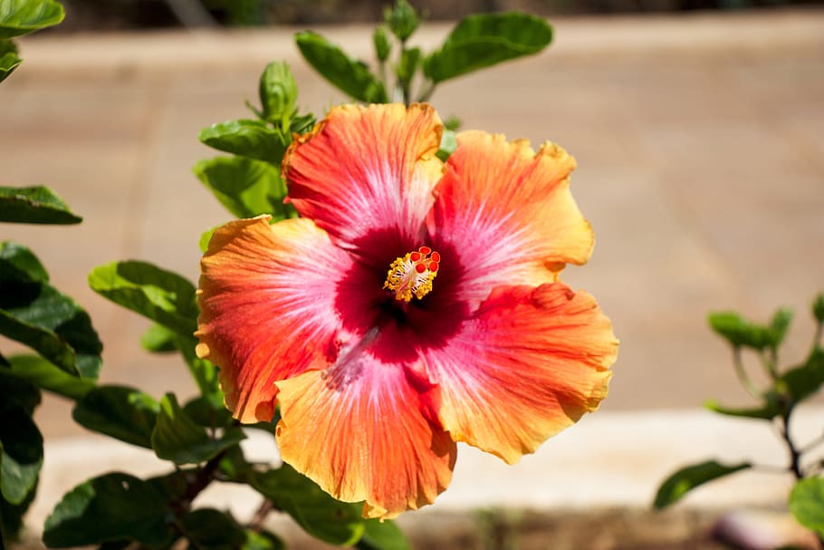 Red And Yellow Hawaiian Flower | Best Flower Site