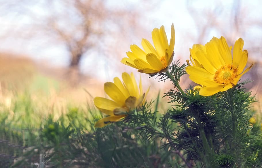 close up photo of yellow broad petaled flowers, plant, nature HD wallpaper