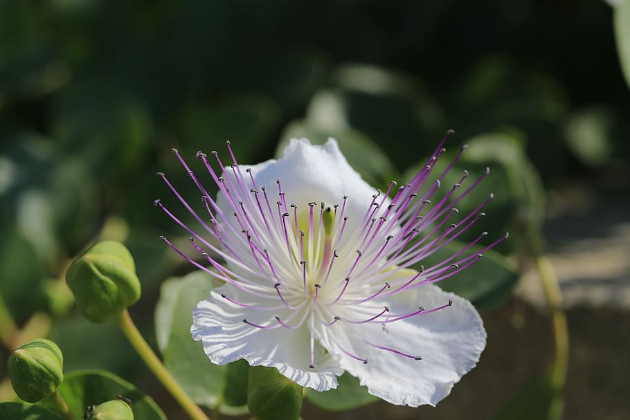 Flower, Caper, edit, nature, fragility, beauty in nature, no people HD wallpaper