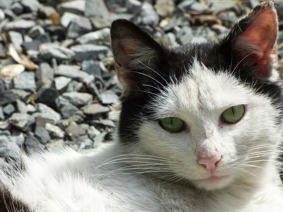 cat, kitten, closeup, the sun, pet, animal, eyes, cat's eyes HD wallpaper