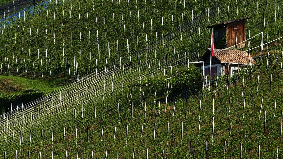 landscape, nature, vineyard, vines, sun, architecture, built structure HD wallpaper