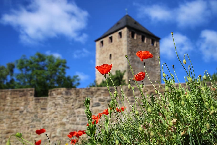 sky, summer, nature, plant, flower, flowering plant, architecture HD wallpaper