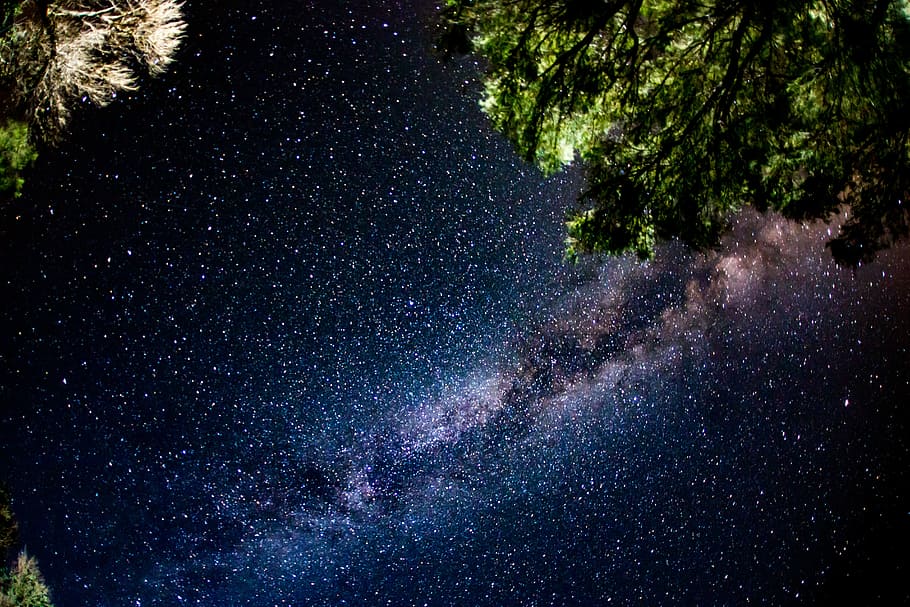 green leaf tree under milky way, green trees under starry sky during nighttime HD wallpaper