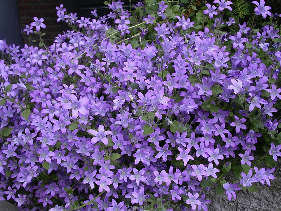 purple, flower, plants, spring, flowering plant, freshness HD wallpaper