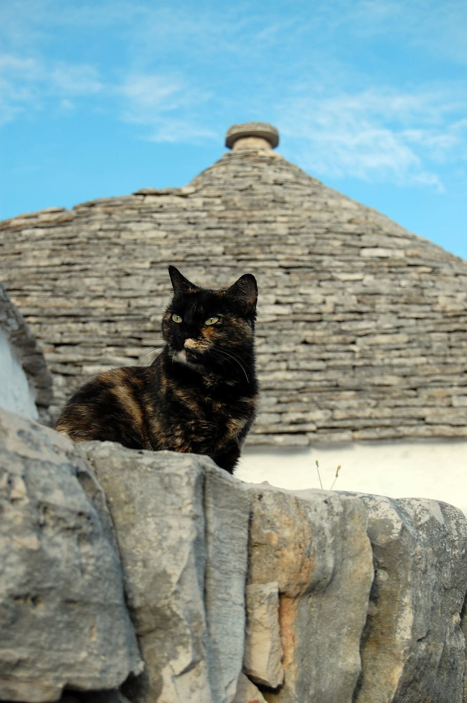 Alberobello, Cat, Trulli, Puglia, domestic cat, one animal, HD wallpaper