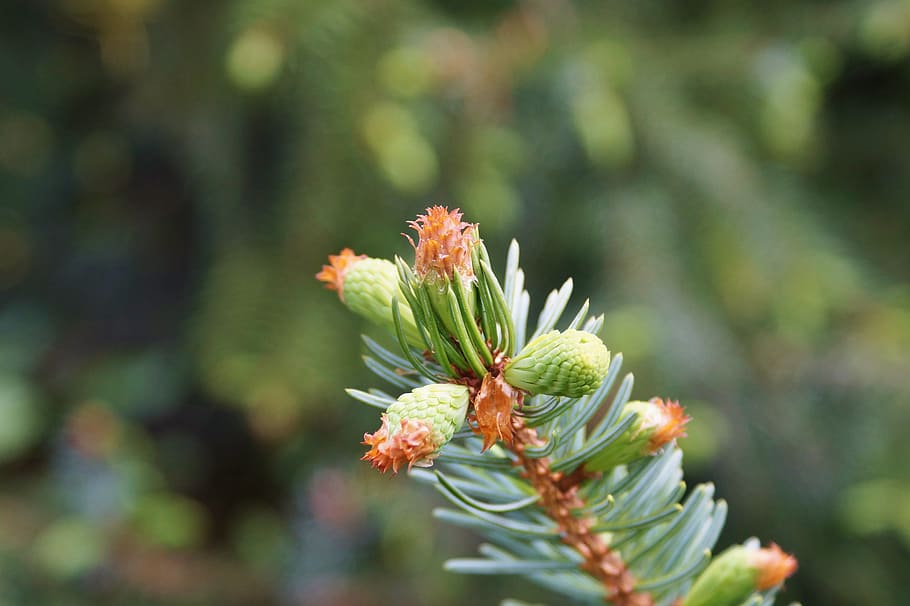 Pine, Branch, Engine, Needles, pine branch, spruce, nature HD wallpaper