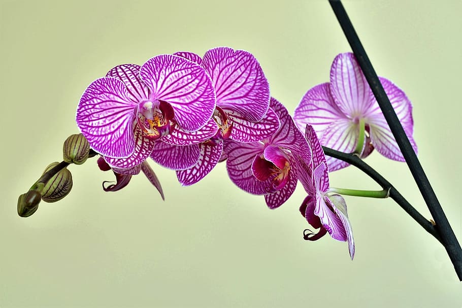 purple poppy flower closeup photography, Orchid, Lila, Nature, HD wallpaper