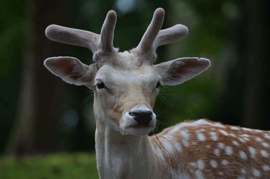 brown deer in forest, fallow deer, roe deer, one animal, animals in the wild HD wallpaper