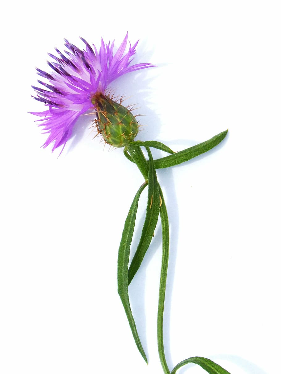 purple cluster flower on white surface, thistle, stem, white background HD wallpaper