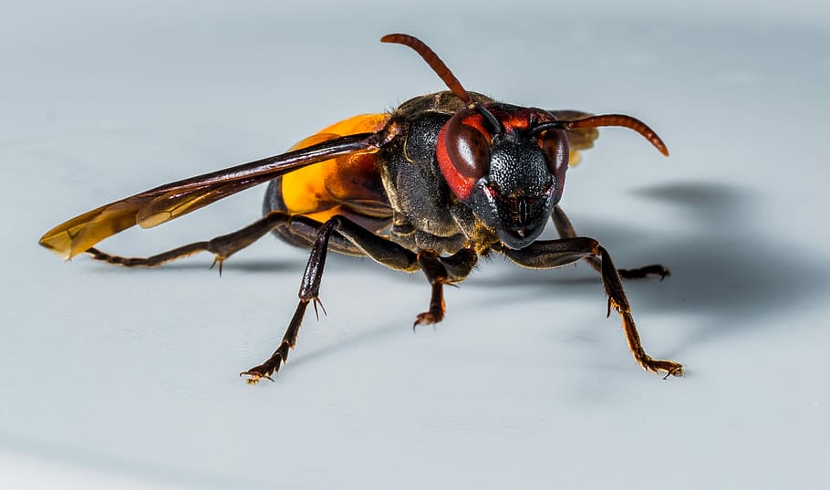 Hornet, Wasp, Insect, Close, one animal, animal wildlife, animal themes HD wallpaper