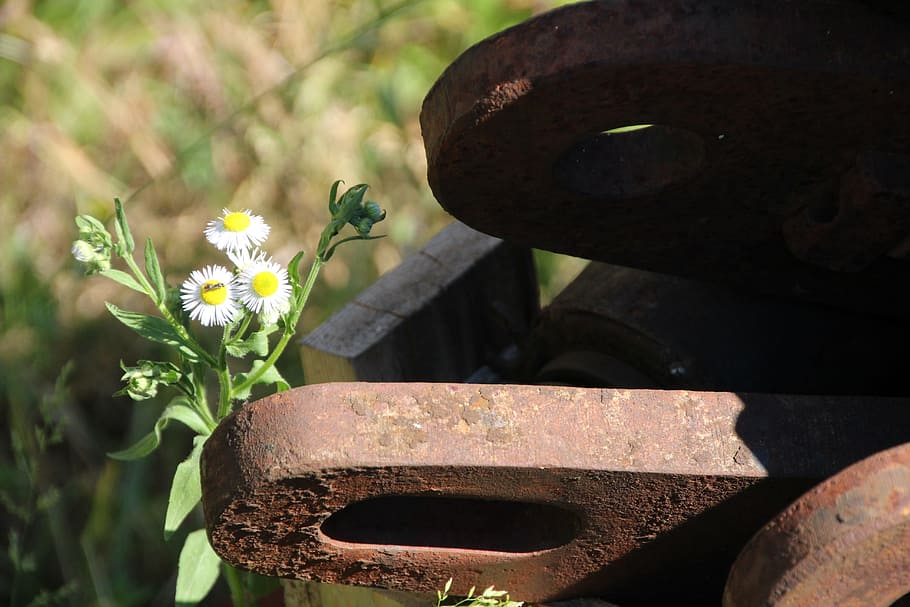 Metal, Flower, Rusted, no people, day, outdoors, close-up, plant HD wallpaper