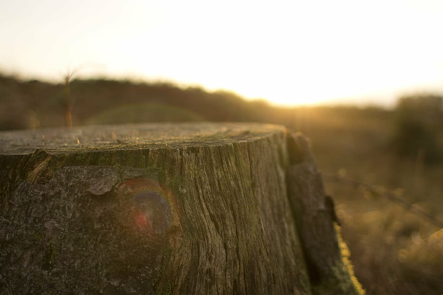 selective focus photo of tree trunk, brown, wooden, stump, sunrays HD wallpaper