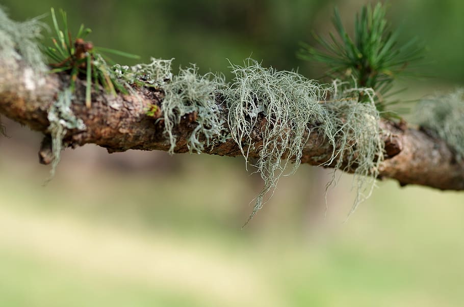 nature, tree, leaf, environment, close up, lichen, branch, plant HD wallpaper