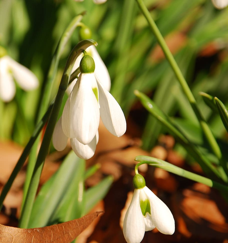 Snowdrop, Spring, Cleanliness, flower, white color, nature HD wallpaper