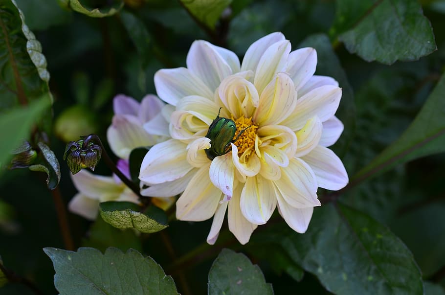 beetle, flower, macro, flowering plant, beauty in nature, petal HD wallpaper