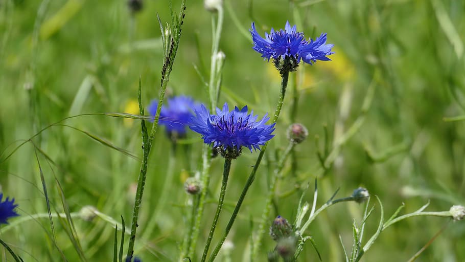 flower, cornflower, blue, summer, blossom, bloom, wild flower HD wallpaper