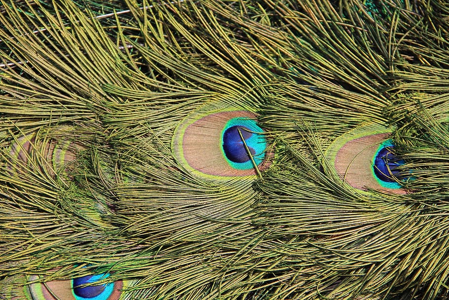 peacock, feather, peacock feathers, bird, animal themes, green color HD wallpaper
