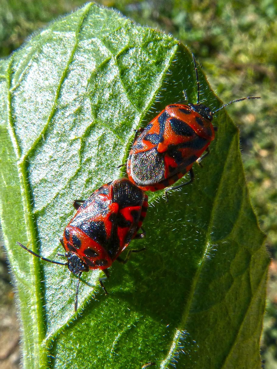 eurydema ornata, red bug, copulation, mating, reproduction HD wallpaper