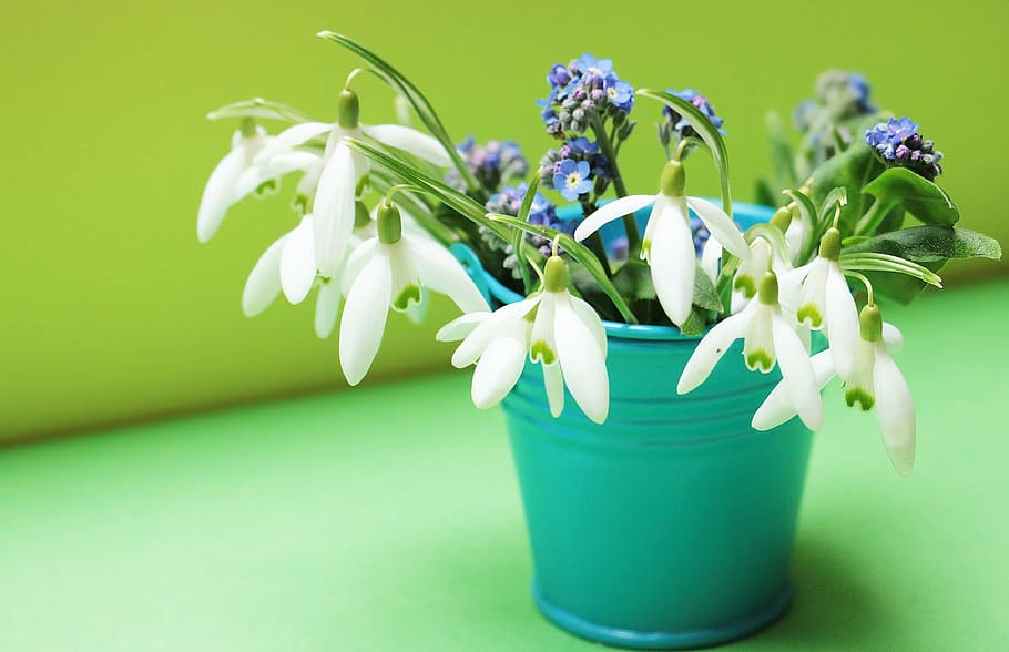 shallow focus photography of white and blue flowers in cyan pot, HD wallpaper