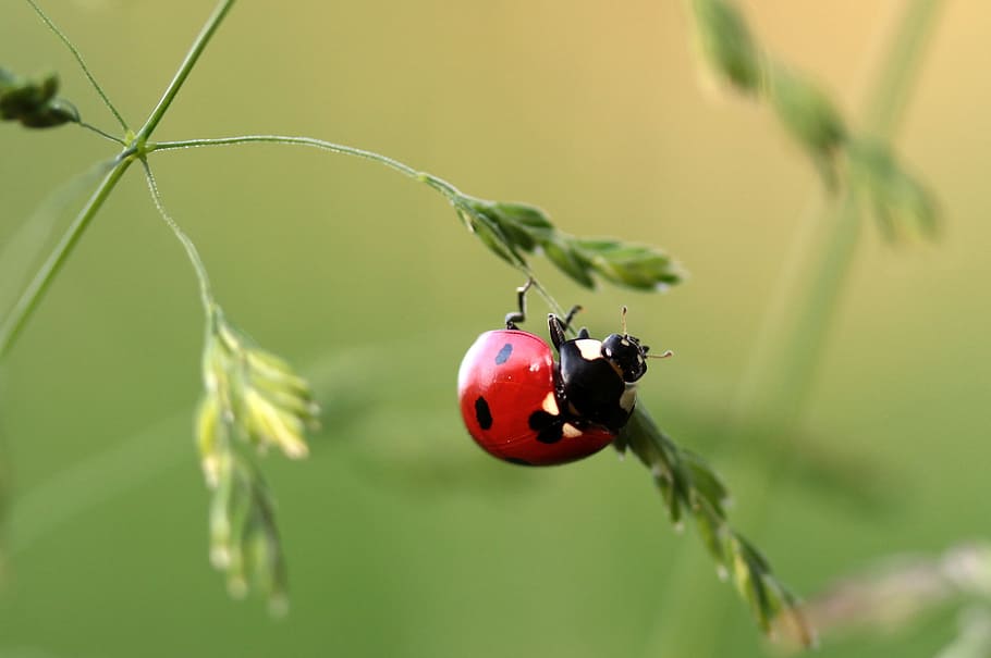 red and black ladybug in shallow photography, beetle, coccinellidae HD wallpaper