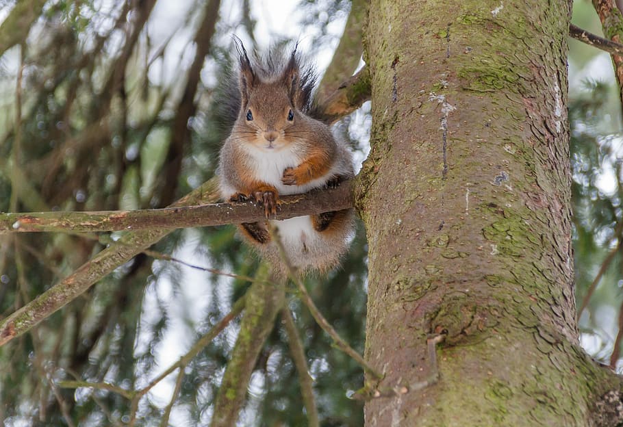 brown animal on tree, nature, wild animals, squirrel, bark HD wallpaper
