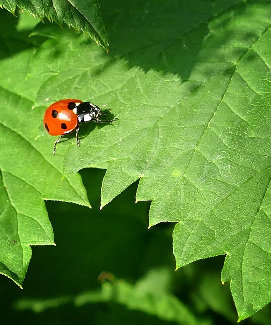 ladybug, lucky ladybug, stinging nettle, plant part, leaf, insect HD wallpaper
