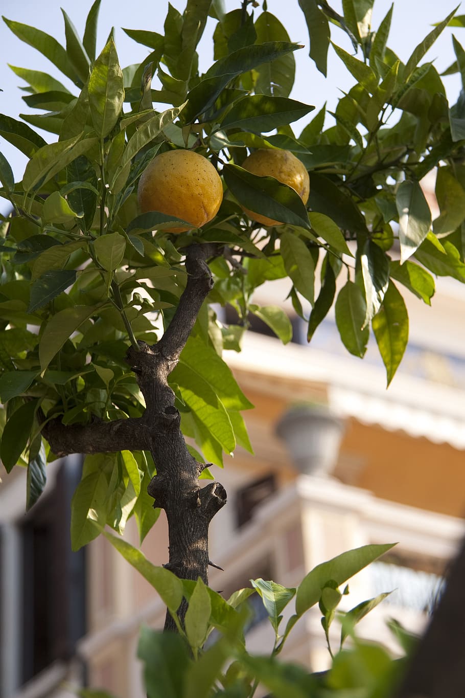 lemon, limone, citrus, yellow, plant, garden, food, fruit, leaves, HD wallpaper