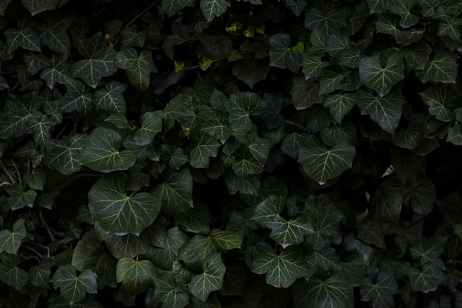 low-light photo of green palmate leaves, green leafed plants, HD wallpaper