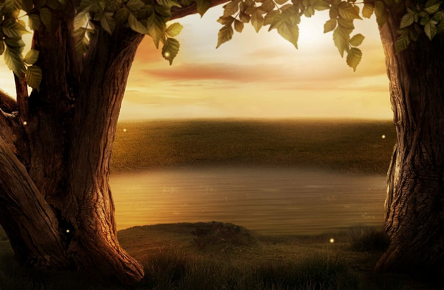 trees beside body of water during golden hour, background image HD wallpaper