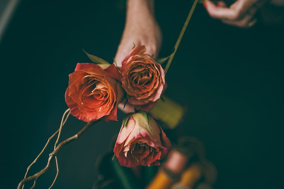 shallow focus photography of three red flowers, person holding three red petaled flowers, HD wallpaper