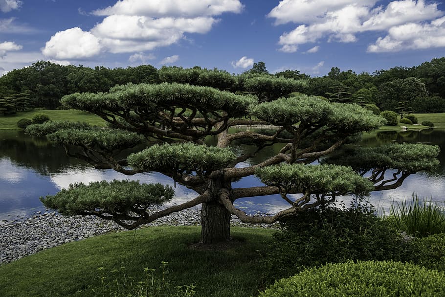 Hd Wallpaper Trees In The Japanese Gardens Chicago Botanical