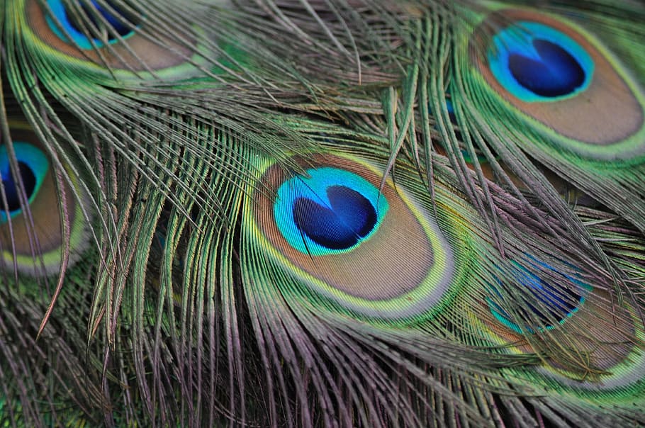 green and brown feather close-up photo, peacock, peacock feathers HD wallpaper