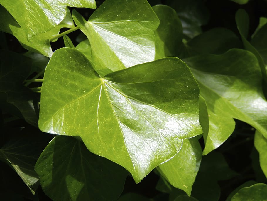 ivy, ivy leaf, green, climber, creeper, plant, nature, flora HD wallpaper