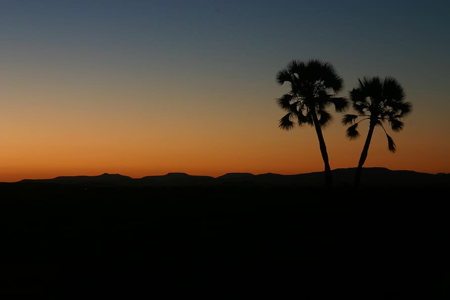 sun set, palm tree, horizon, silhouette, sky, sunset, beauty in nature HD wallpaper