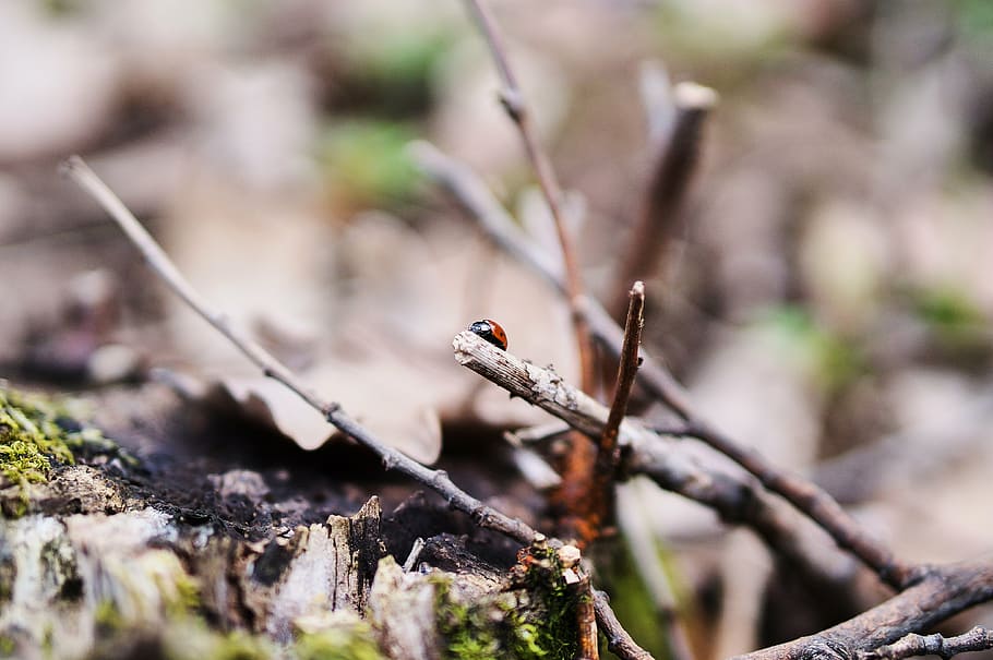 ladybug, bokeh, insects, nature, closeup, autumn colors, plant HD wallpaper